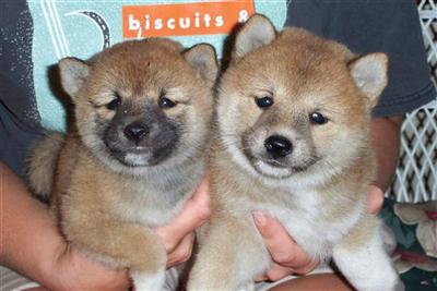 Champion Sired puppies